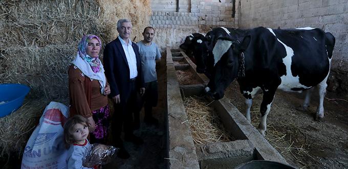 ŞAHİNBEY İLE HAYVANCILIK GELİŞİYOR