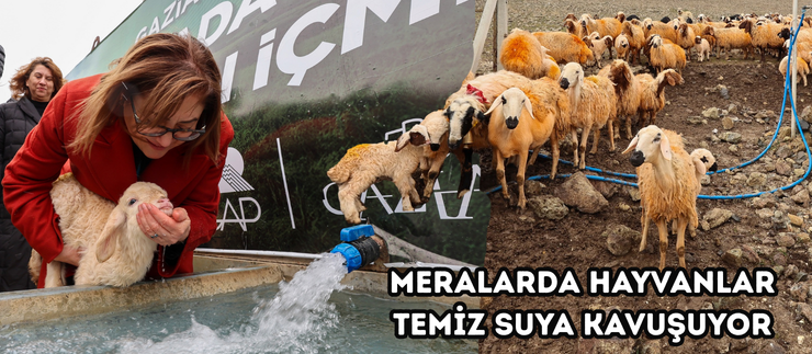 MERALARDA HAYVANLAR TEMİZ SUYA KAVUŞUYOR