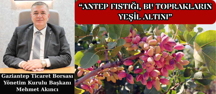  “ANTEP FISTIĞI, BU TOPRAKLARIN YEŞİL ALTINI”