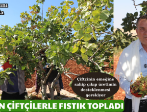 DOĞAN ÇİFTÇİLERLE FISTIK TOPLADI