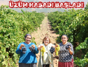 ÜZÜM HASADI BAŞLADI