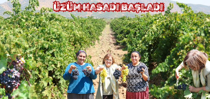 ÜZÜM HASADI BAŞLADI