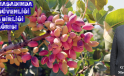 FISTIK HASADINDA ÜRÜN GÜVENLİĞİ VE İŞ BİRLİĞİ ÇAĞRISI