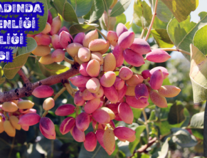 FISTIK HASADINDA ÜRÜN GÜVENLİĞİ VE İŞ BİRLİĞİ ÇAĞRISI